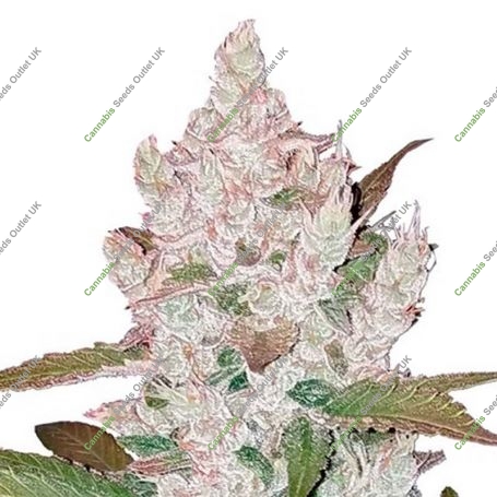 Girl Scout Cookies 100 Auto Feminized Marijuana Strain by Good Buzz Genetics For Sale Online at Cannabis Seeds Outlet