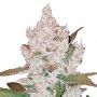 Girl Scout Cookies 100 Auto Feminized Marijuana Strain by Good Buzz Genetics For Sale Online at Cannabis Seeds Outlet