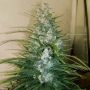 Gorilla Glue 100 Auto Feminized Marijuana Strain by Good Buzz Genetics For Sale Online at Cannabis Seeds Outlet