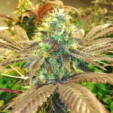 Gorilla Zkittlez 100 Feminized Marijuana Strain by Good Buzz Genetics For Sale Online at Cannabis Seeds Outlet