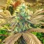 Gorilla Zkittlez 100 Feminized Marijuana Strain by Good Buzz Genetics For Sale Online at Cannabis Seeds Outlet