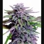 Grandaddy Purple 100 Feminized Marijuana Strain by Good Buzz Genetics For Sale Online at Cannabis Seeds Outlet