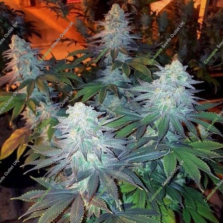 GS Cookies 100 Feminized Marijuana Strain by Good Buzz Genetics For Sale Online at Cannabis Seeds Outlet