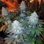 GS Cookies 100 Feminized Marijuana Strain by Good Buzz Genetics For Sale Online at Cannabis Seeds Outlet
