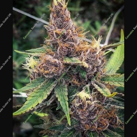 Purple Urkle 100 Feminized Marijuana Strain by Good Buzz Genetics For Sale Online at Cannabis Seeds Outlet