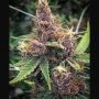 Purple Urkle 100 Feminized Marijuana Strain by Good Buzz Genetics For Sale Online at Cannabis Seeds Outlet
