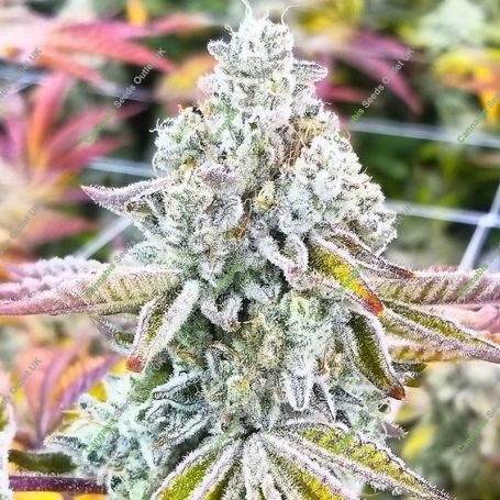 Sherbet 100 Feminized Marijuana Strain by Good Buzz Genetics For Sale Online at Cannabis Seeds Outlet