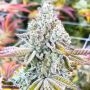Sherbet 100 Feminized Marijuana Strain by Good Buzz Genetics For Sale Online at Cannabis Seeds Outlet