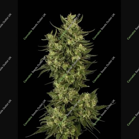 Sour Diesel 100 Feminized Marijuana Strain by Good Buzz Genetics For Sale Online at Cannabis Seeds Outlet