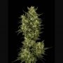 Sour Diesel 100 Feminized Marijuana Strain by Good Buzz Genetics For Sale Online at Cannabis Seeds Outlet