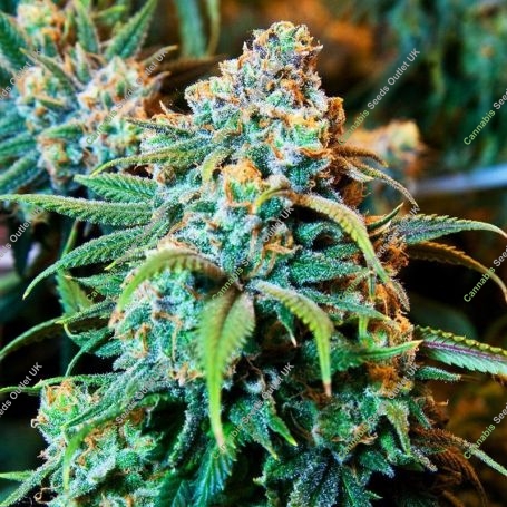 Stardawg 100 Feminized Marijuana Strain by Good Buzz Genetics For Sale Online at Cannabis Seeds Outlet