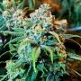 Stardawg 100 Feminized Marijuana Strain by Good Buzz Genetics For Sale Online at Cannabis Seeds Outlet