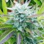 Zkittlez 100 Feminized Marijuana Strain by Good Buzz Genetics For Sale Online at Cannabis Seeds Outlet