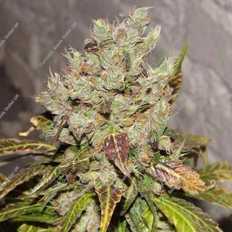 Bay 11 Regular Marijuana Strain by Grand Daddy Purp For Sale Online at Cannabis Seeds Outlet