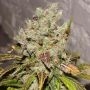 Bay 11 Regular Marijuana Strain by Grand Daddy Purp For Sale Online at Cannabis Seeds Outlet