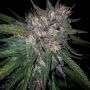 Bay Berry Regular Marijuana Strain by Grand Daddy Purp For Sale Online at Cannabis Seeds Outlet