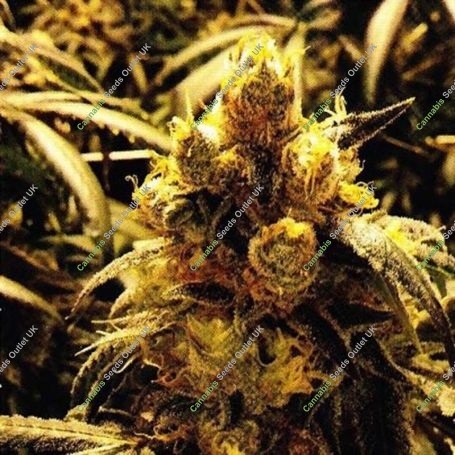 Bay Dream Regular Marijuana Strain by Grand Daddy Purp For Sale Online at Cannabis Seeds Outlet