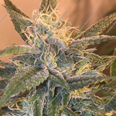 Bay Lotus Regular Marijuana Strain by Grand Daddy Purp For Sale Online at Cannabis Seeds Outlet