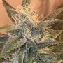 Bay Lotus Regular Marijuana Strain by Grand Daddy Purp For Sale Online at Cannabis Seeds Outlet