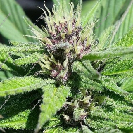 Bay Thunderbolt Regular Marijuana Strain by Grand Daddy Purp For Sale Online at Cannabis Seeds Outlet