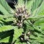 Bay Thunderbolt Regular Marijuana Strain by Grand Daddy Purp For Sale Online at Cannabis Seeds Outlet