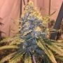 Cocoa OG Regular Marijuana Strain by Grand Daddy Purp For Sale Online at Cannabis Seeds Outlet