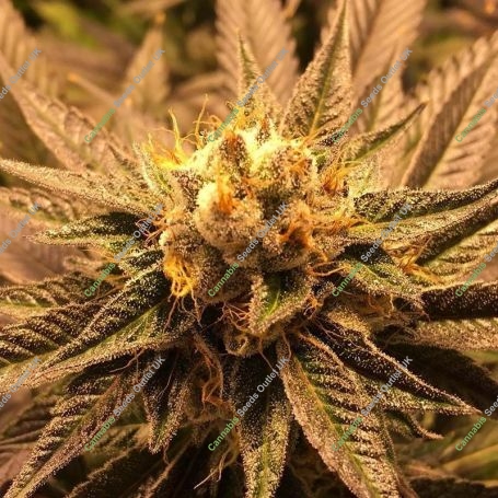 Grandpa Larry Regular Marijuana Strain by Grand Daddy Purp For Sale Online at Cannabis Seeds Outlet