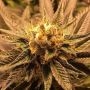 Grandpa Larry Regular Marijuana Strain by Grand Daddy Purp For Sale Online at Cannabis Seeds Outlet