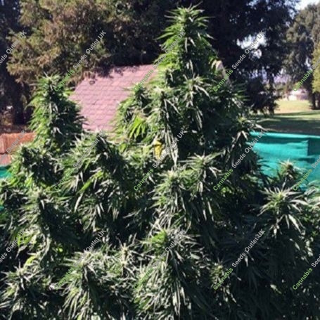 Kens Honeydew Regular Marijuana Strain by Grand Daddy Purp For Sale Online at Cannabis Seeds Outlet