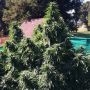 Kens Honeydew Regular Marijuana Strain by Grand Daddy Purp For Sale Online at Cannabis Seeds Outlet