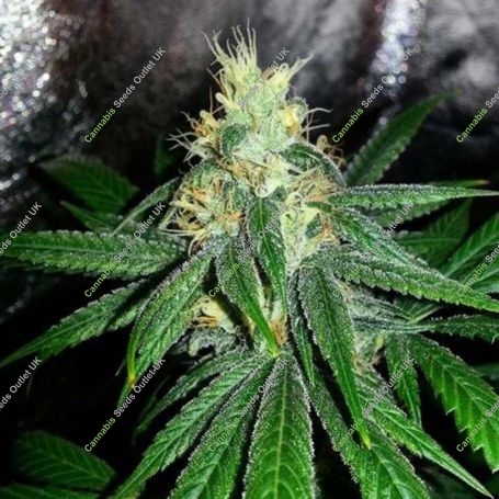 Larry Berry Regular Marijuana Strain by Grand Daddy Purp For Sale Online at Cannabis Seeds Outlet