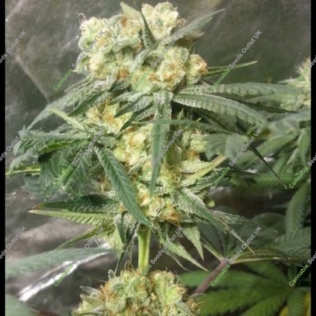 Phantom Kush Regular Marijuana Strain by Grand Daddy Purp For Sale Online at Cannabis Seeds Outlet