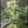 Phantom Kush Regular Marijuana Strain by Grand Daddy Purp For Sale Online at Cannabis Seeds Outlet