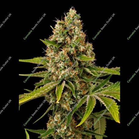 Black Cherry OG Feminized Marijuana Strain by Grand Daddy Purp For Sale Online at Cannabis Seeds Outlet