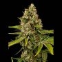 Black Cherry OG Feminized Marijuana Strain by Grand Daddy Purp For Sale Online at Cannabis Seeds Outlet