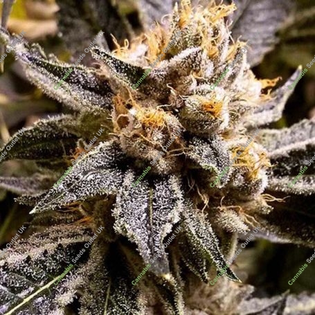 Confidential Purp Feminized Marijuana Strain by Grand Daddy Purp For Sale Online at Cannabis Seeds Outlet