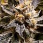Confidential Purp Feminized Marijuana Strain by Grand Daddy Purp For Sale Online at Cannabis Seeds Outlet