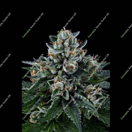 Kens Kush Regular Marijuana Strain by Grand Daddy Purp For Sale Online at Cannabis Seeds Outlet