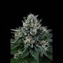 Kens Kush Regular Marijuana Strain by Grand Daddy Purp For Sale Online at Cannabis Seeds Outlet