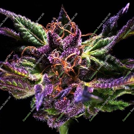 Original Purps Regular Marijuana Strain by Grand Daddy Purp For Sale Online at Cannabis Seeds Outlet