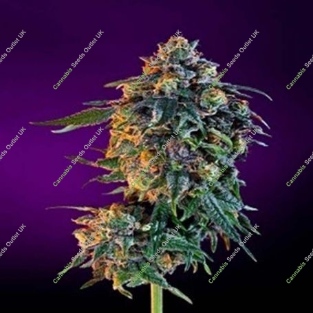 The Funk Feminized Marijuana Strain by Grand Daddy Purp For Sale Online at Cannabis Seeds Outlet