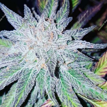Purple Dream Regular Marijuana Strain by Grand Daddy Purp For Sale Online at Cannabis Seeds Outlet