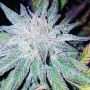 Purple Dream Regular Marijuana Strain by Grand Daddy Purp For Sale Online at Cannabis Seeds Outlet