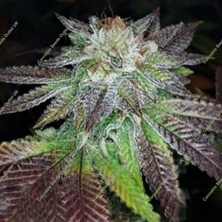 Purple valley OG Regular Marijuana Strain by Grand Daddy Purp For Sale Online at Cannabis Seeds Outlet