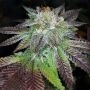 Purple valley OG Regular Marijuana Strain by Grand Daddy Purp For Sale Online at Cannabis Seeds Outlet