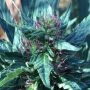 Snowcap Regular Marijuana Strain by Grand Daddy Purp For Sale Online at Cannabis Seeds Outlet