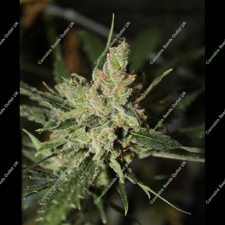 Amnesia Auto Feminized Marijuana Strain by Green Label For Sale Online at Cannabis Seeds Outlet