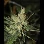 Amnesia Auto Feminized Marijuana Strain by Green Label For Sale Online at Cannabis Seeds Outlet