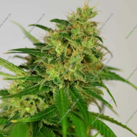 Amnesia Feminized Marijuana Strain by Green Label For Sale Online at Cannabis Seeds Outlet