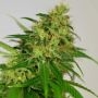 Amnesia Feminized Marijuana Strain by Green Label For Sale Online at Cannabis Seeds Outlet